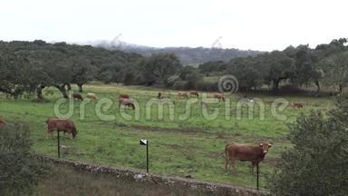 4K牛在西班牙埃斯特雷马杜拉的Dehesa牧场。